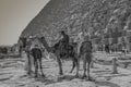 View of the Camel in front of Great Pyramids of Giza, Cairo, Egypt Royalty Free Stock Photo