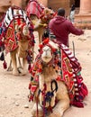 The view of camel in Petra at Treasury Royalty Free Stock Photo
