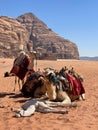 The view of camel in the Wadi Rum Dessert