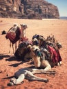 The view of camel in the Wadi Rum Dessert