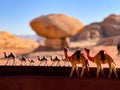 The view of camel in the Wadi Rum Dessert