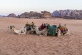 A view of camels in the early morning light at sunrise in the desert landscape in Wadi Rum, Jordan Royalty Free Stock Photo