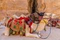 A view of a camels in front of the gorge leading to the Treasury building in the ancient city of Petra, Jordan Royalty Free Stock Photo