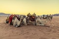 A view of camels and the glow of the sunrise in the desert landscape in Wadi Rum, Jordan Royalty Free Stock Photo