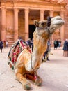 The view of camel in Petra at Treasury Royalty Free Stock Photo