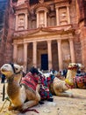 The view of camel in Petra at Treasury