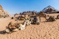 A view of camels resting in the desert landscape in Wadi Rum, Jordan Royalty Free Stock Photo