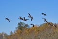 A view of Canada geese flying in the air. Burnaby lake BC Canada Royalty Free Stock Photo