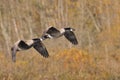A view of Canada geese flying in the air. Burnaby lake BC Canada Royalty Free Stock Photo