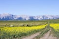 Yellow Canola Field In Bloom Royalty Free Stock Photo