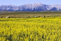 Yellow Canola Field In Bloom Royalty Free Stock Photo