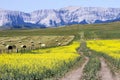 Yellow Canola Field In Bloom Royalty Free Stock Photo