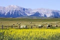 Yellow Canola Field In Bloom Royalty Free Stock Photo