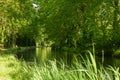 Tree-lined Canal of Garonne in France