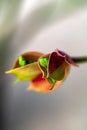 View of Candelilla flowers or Pedilanthus bracteatus flowers or Love Bird flowers