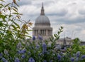 View from Cannon Bridge Roof Garden, London UK. Blue ceanothus flowers in foreground. Dome of St Paul`s in soft focus in distance. Royalty Free Stock Photo