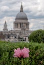 View from Cannon Bridge Roof Garden, London UK. Poppy in foreground. Dome of St Paul`s Cathedral in soft focus in the distance. Royalty Free Stock Photo