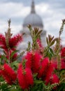 View from Cannon Bridge Roof Garden, London UK. Red bottlebrush in focus in foreground. St Pauls dome in soft focus behind Royalty Free Stock Photo