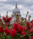 View from Cannon Bridge Roof Garden, London UK. Red bottlebrush in focus in foreground. St Pauls dome in soft focus behind Royalty Free Stock Photo