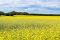 View of a canola field in full bloom with a cloudy sky Royalty Free Stock Photo