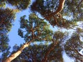 View of canopy of a forest of pines Pinus pinea