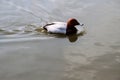 A view of a Canvasback Duck Royalty Free Stock Photo