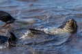 A view of a Cape Fur Seals swimming beside a boat in Walvis Bay, Namibia