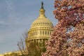 Capitol Building and spring blossom, Washington DC Royalty Free Stock Photo