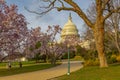 Capitol Building and spring blossom, Washington DC Royalty Free Stock Photo