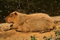 A view of a Capybara