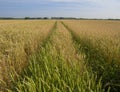 A view of the car track running through the yellow wheat field to the distant forest Royalty Free Stock Photo