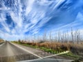 The view from the car window at the trunks of dead birches on the side of the road and the blue sky with white clouds Royalty Free Stock Photo