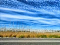 The view from the car window at the trunks of dead birches on the side of the road and the blue sky with white clouds Royalty Free Stock Photo