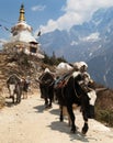 View of caravan of yaks and stupa