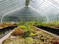 Inside tropical plant greenhouse at botanical gardens