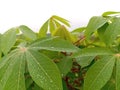 View of cassava leaves