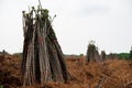 View of cassava trees tied in heaps showcases the farmers\' careful organization of their harvest, preparing them for further Royalty Free Stock Photo