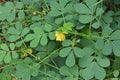 View of a Cassia Tora plant with yellow flowers and seed pods