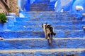 View of the cat in Medina quarter in Chefchaouen, Morocco. The city, also known as Chaouen is noted for its buildings in shades of Royalty Free Stock Photo