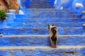 View of the cat in Medina quarter in Chefchaouen, Morocco. The city, also known as Chaouen is noted for its buildings in shades of Royalty Free Stock Photo