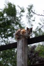 View on cat is sitting on tree in the garden Royalty Free Stock Photo