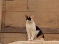 View of the cats at the city of Athens with ancient buidings in the background during spring holidays