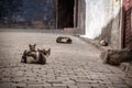 View of cats resting on the old street in the city. Royalty Free Stock Photo