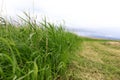 View of cattail on Seliger lake Royalty Free Stock Photo