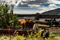 View Of Cattle Through A Fence At The Hunewill Ranch