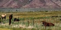 View of Cattle Grazing At The Hunewill Ranch Near Bridgeport, California in late spring