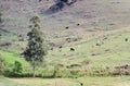 Cattle grazing on Pedra do Ãndio mountain Royalty Free Stock Photo