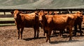 View Of Cattle At The Hunewill Ranch Royalty Free Stock Photo