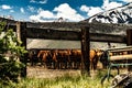 View Of Cattle At The Hunewill Ranch