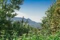 View of the Caucasus mountains through the trees Royalty Free Stock Photo